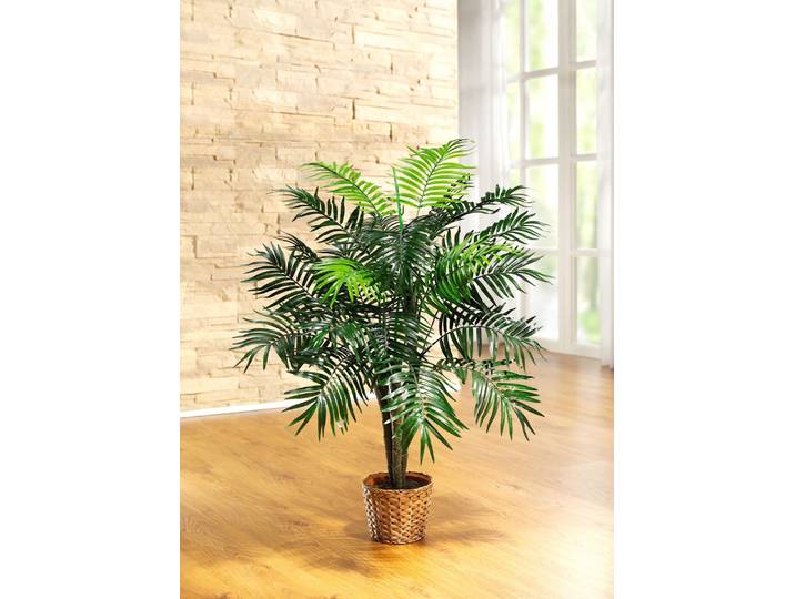 Palme im Topf, Palme im Topf, groß