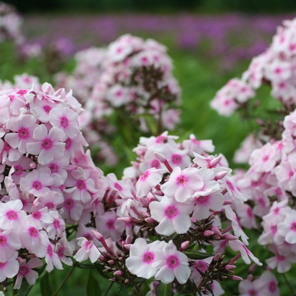 6 x Vlammende bloem Phlox paniculata Europa - Pot van 9x9 cm