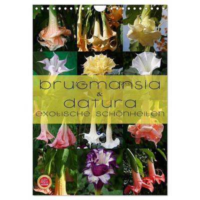 Brugmansia & Datura - Exotische Schönheiten (Wandkalender 2026 DIN A4 hoch), CALVENDO Monatskalender