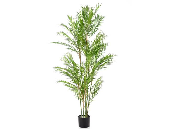 Palm chamaedorea