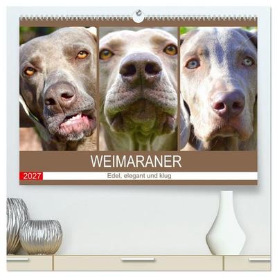 Weimaraner. Edel, elegant und klug (hochwertiger Premium Wandkalender 2027 DIN A2 quer), Kunstdruck in Hochglanz