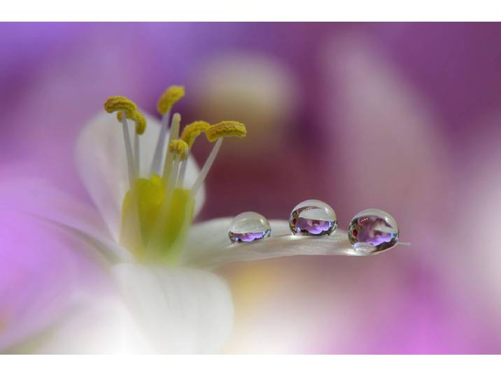 Papermoon Zen Wassertropfen mit Blume Makro