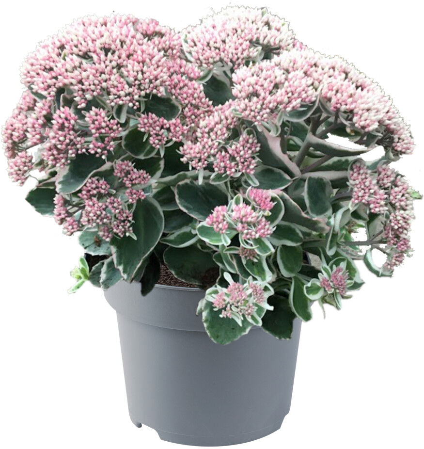 Pflanzen Fetthenne Sedum telephinum La vie en rose 17 cm Topf
