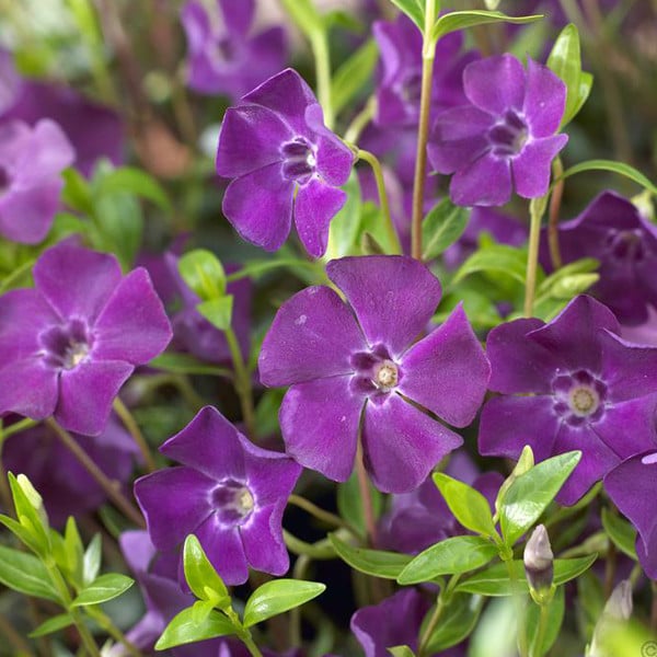 6 x Eedewort Vinca minor Atropurpurea Immergroen - Pot van 9x9 cm