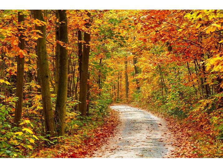 Fototapete PAPERMOON Pathway in Colorful Autumn Forest , bunt, B:2,5m L:1,86m, Vlies, Tapeten, Fototapete