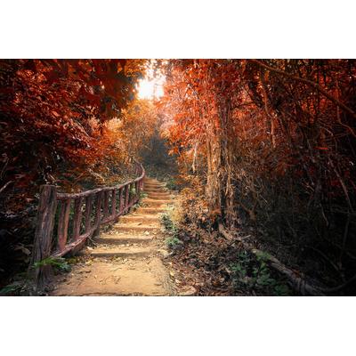 Fototapete PAPERMOON "Treppe durch Wald", bunt, B:2,5m L:1,86m, Vlies, Tapeten