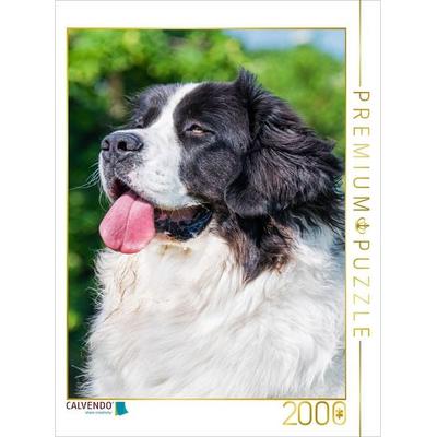 CALVENDO Puzzle Landseer Porträt | 2000 Teile Lege-Größe 90x67cm Foto-Puzzle für glückliche Stunden