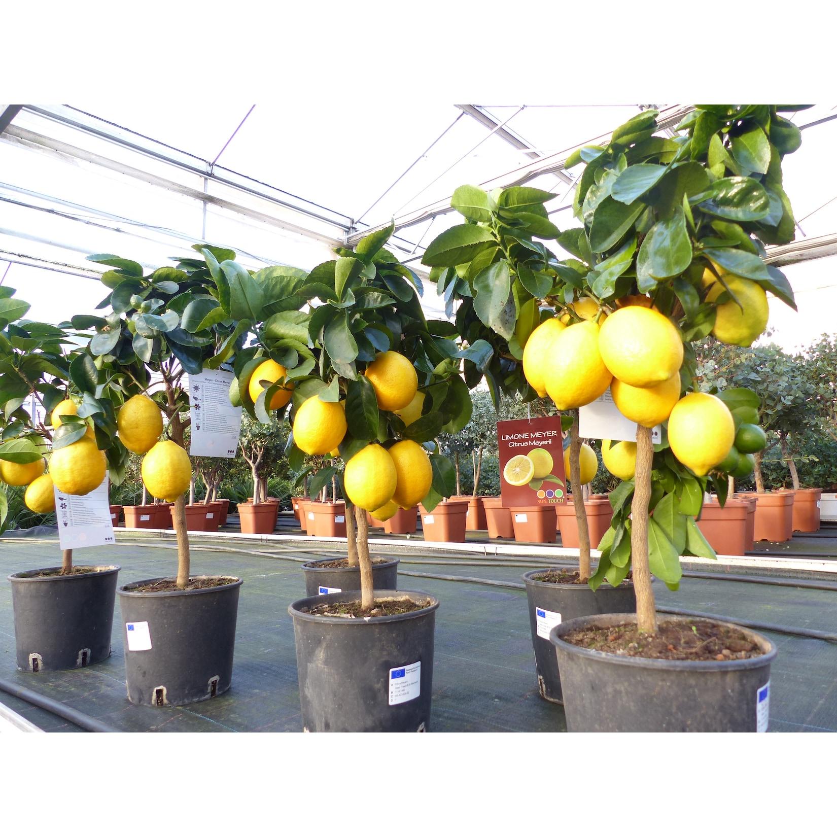 beste Sorte: Bonsai Meyer Meyerii Zitrone echter Zitronenbaum 60 - 70 cm Citrus Limon Zitruspflanze