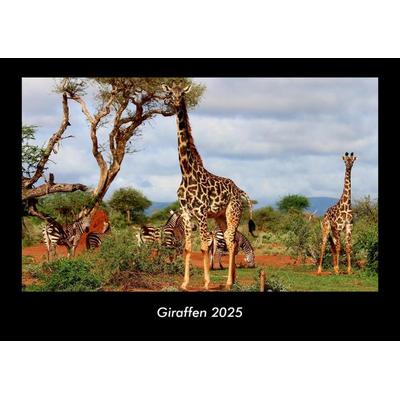 Giraffen 2025 Fotokalender DIN A3
