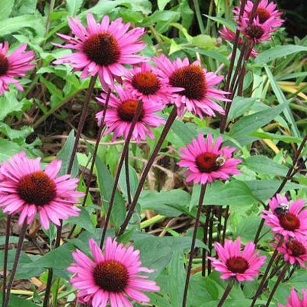 6 x Echinacea purpurea Fatal Attraction Nepzonnebloem in pot van 9x9 cm van Arborix