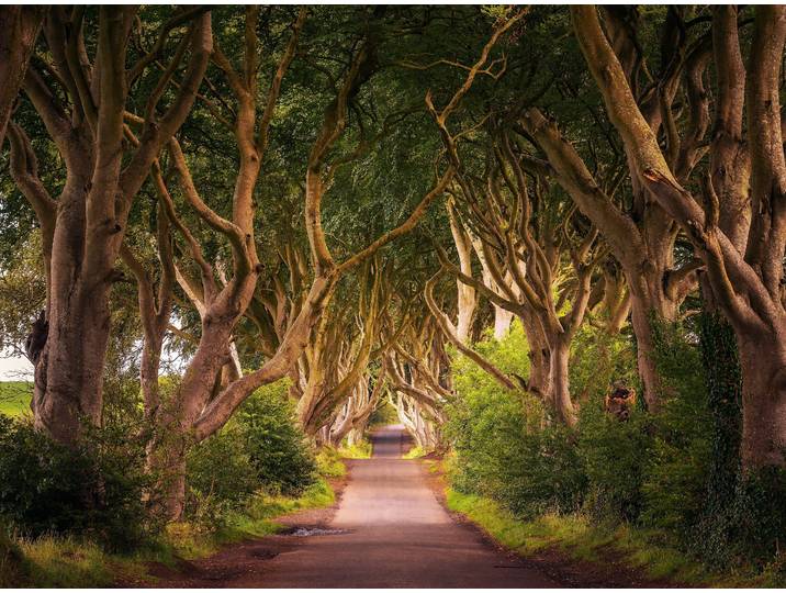 Fototapete PAPERMOON Dark Hedges Tree Tunnel , bunt, B:2,5m L:1,86m, Vlies, Tapeten, Fototapete