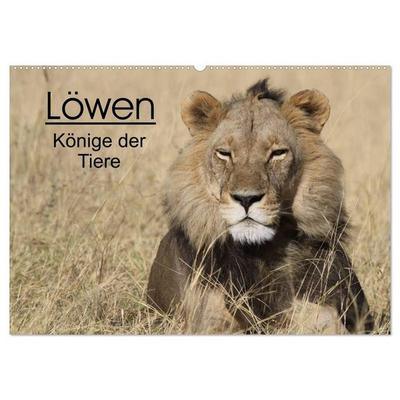 Löwen - Könige der Tiere (Wandkalender 2027 DIN A2 quer), CALVENDO Monatskalender