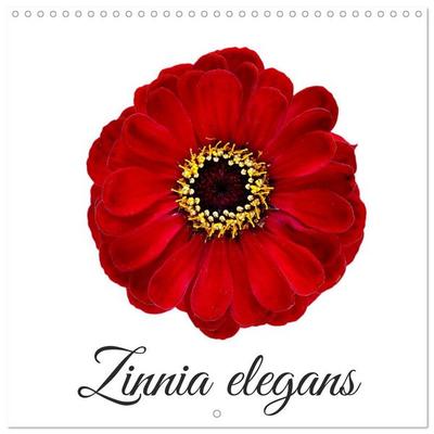 Zinnia elegans (Calendrier mural carré 2027 30x30 cm) Calendrier double avec une page pour vos prises de notes