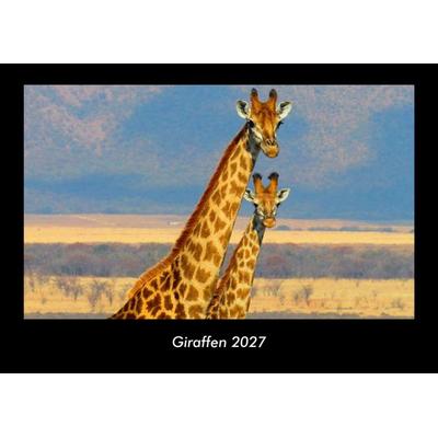 Giraffen 2027 Fotokalender DIN A3