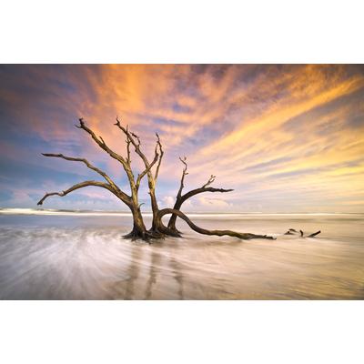 Fototapete PAPERMOON "Torheit Strand toter Baum", bunt, B:3m L:2,2m, Vlies, Tapeten