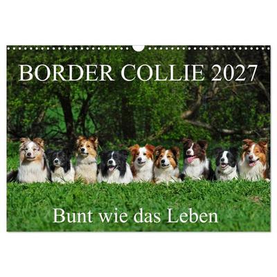 Border Collie 2027 (Wandkalender 2027 DIN A3 quer), CALVENDO Monatskalender