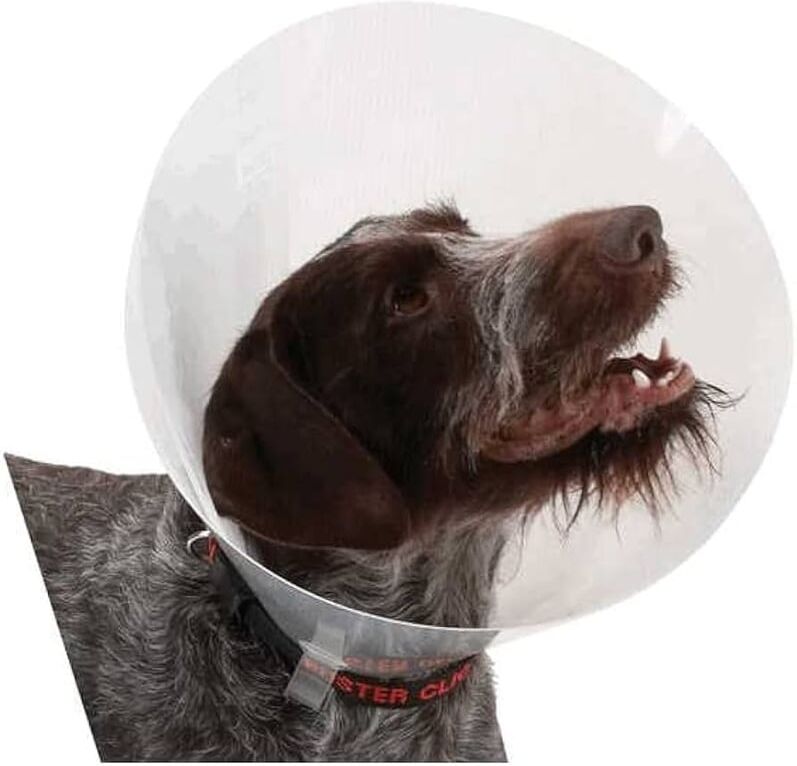 Kruuse Colar Buster Isabelino Transparente Nº 20