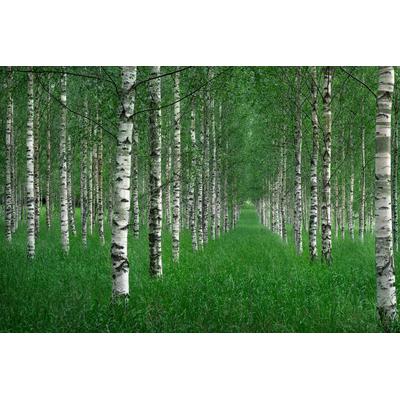 Fototapete PAPERMOON "Photo-Art CHRISTIAN LINDSTEN, DER TUNNEL", bunt, B:5m L:2,8m, Vlies, Tapeten