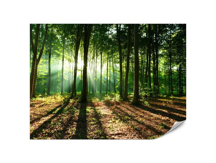 FOTOTAPETE für Wohnzimmer Sonnenstrahlen Wald Bäume Blätter 200x140