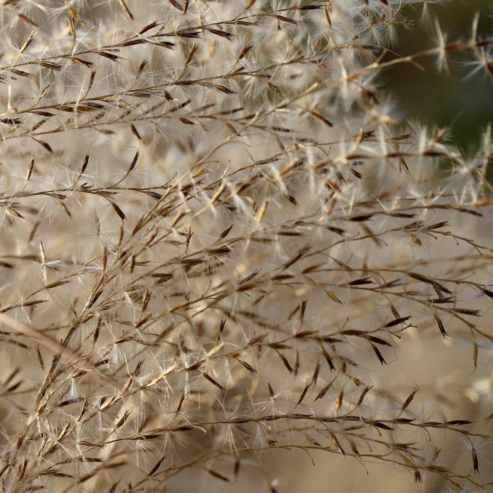 6 x Chinaschilf Miscanthus sinensis China - Pot van 9x9 cm