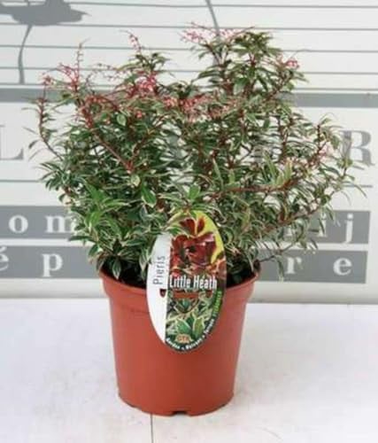 Pieris japonica Little Heath Rotsheide Lavendelheide 20-30 cm