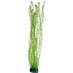 HOBBY Plant Lagarosiphon Aquarieneinrichtung 60 Centimeter