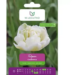 Tulpen „Casablanca“, 5 Stück
