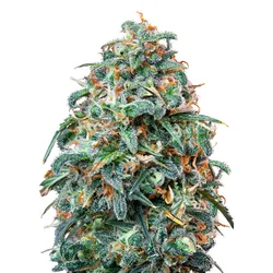 Royal Queen Seeds Sherbet Queen 3 Samen - 3