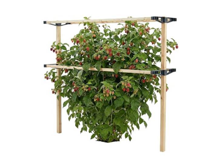 Gusta Garden Berry Buddy - Flexible Rankhilfe für Beeren: Himbeeren, Brombeeren & Heidelbeeren, erweiterbar, produziert in der EU, Rankgitter aus Holz (120cm)