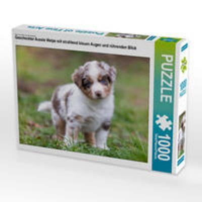 CALVENDO Puzzle Gescheckter Aussie Welpe mit strahlend blauen Augen und rührenden Blick 1000 Teile Lege-Größe 640 x 480 cm Foto-Puzzle Bild von