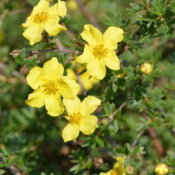 2 x Vingerstruik Elisabeth Potentilla fruticosa in pot