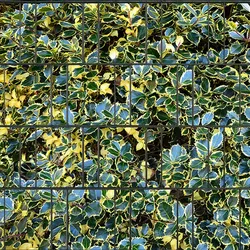 zaun|zu® Sichtschutzstreifen Lebensbaum bedruckter Sichtschutz 2,5m x 2,0m