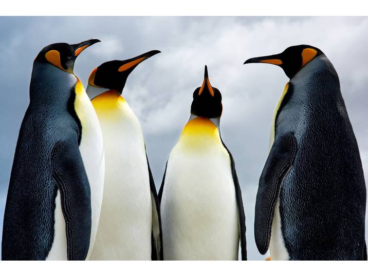 Fototapete PAPERMOON King Pinguins , bunt, B:2,5m L:1,86m, Vlies, Tapeten, Fototapete