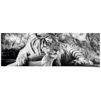 Poster REINDERS "Tigerblick", schwarz (farbe bild(er): schwarz), B:158cm H:53cm, Papier, Bilder, Poster