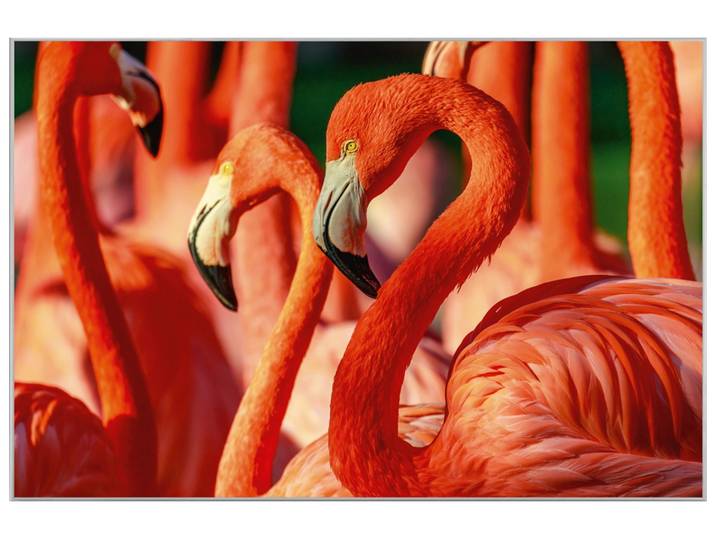 Bild mit Rahmen Flamingos image LAND