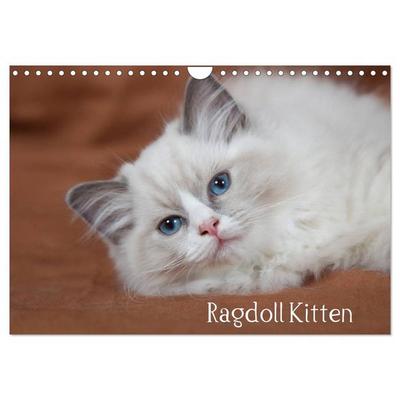 Ragdoll Kitten (Wandkalender 2026 DIN A4 quer), CALVENDO Monatskalender