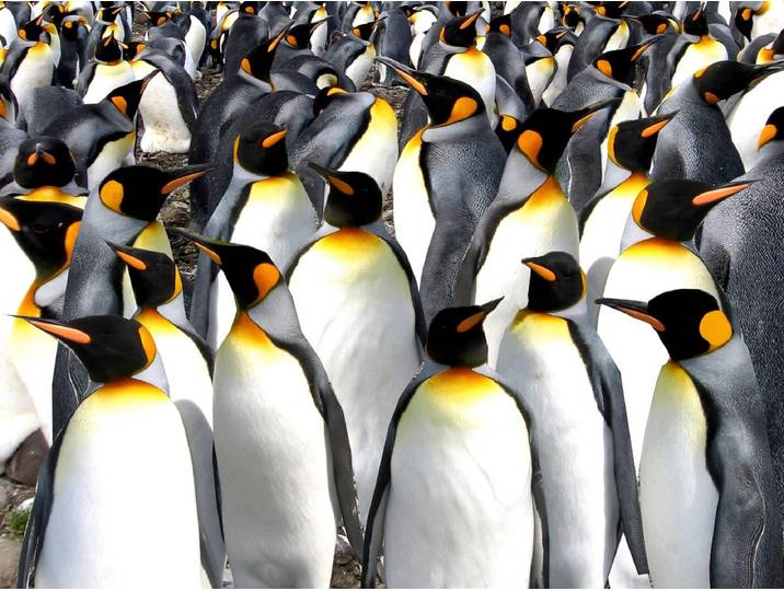 Papermoon Pinguine