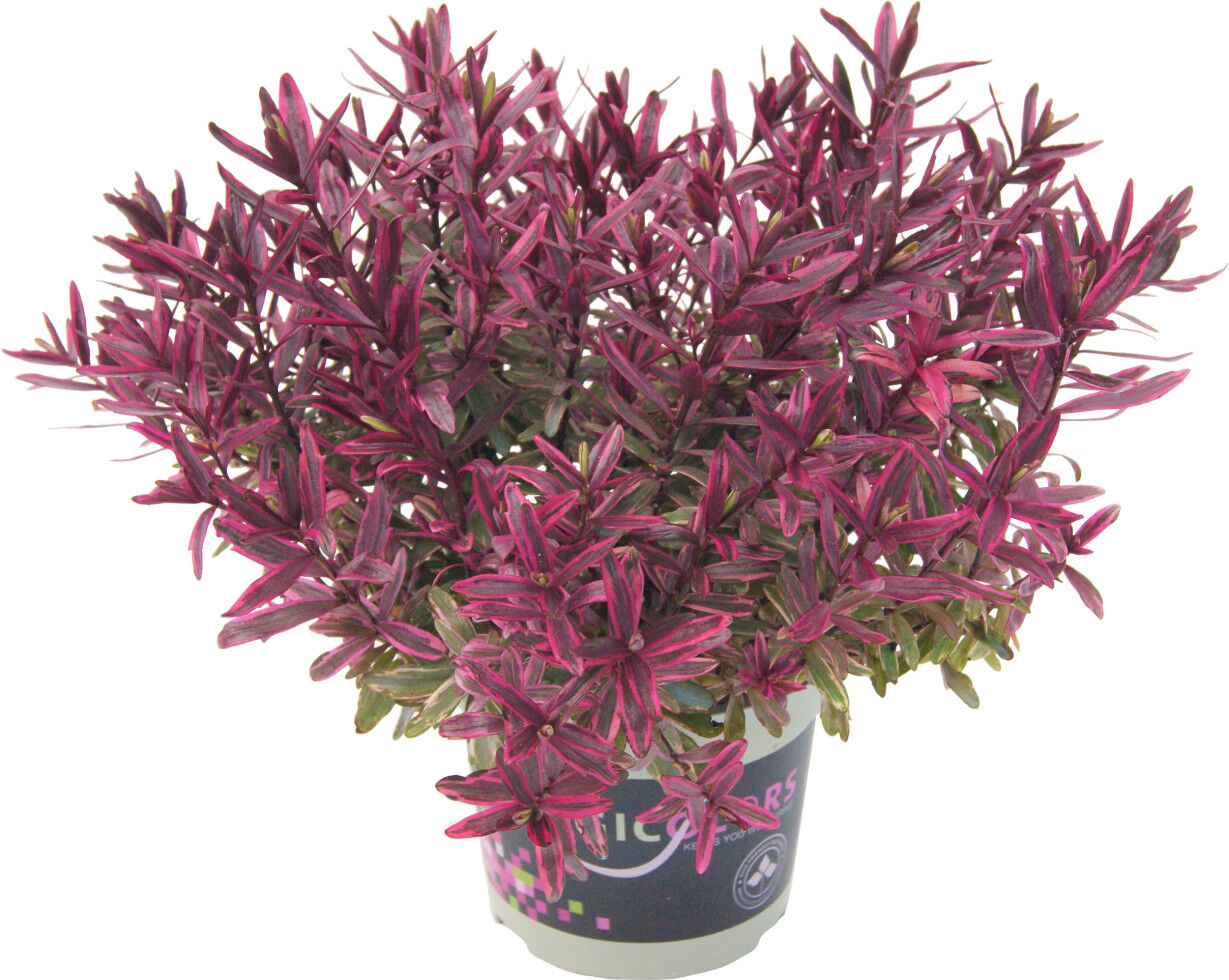 Pflanzen Strauchveronika Hebe Magicolors 12 cm Topf