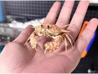 Uplift Picks Real Crab Specimen Display Taxidermy Marine Collectible Home Decor 02