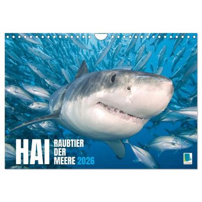 Hai: Raubtier der Meere (Wandkalender 2026 DIN A4 quer), CALVENDO Monatskalender