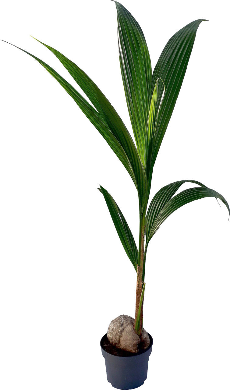 Pflanzen Kokosnusspalme Cocos Nucifera H 120-130 cm, 19 cm Topf