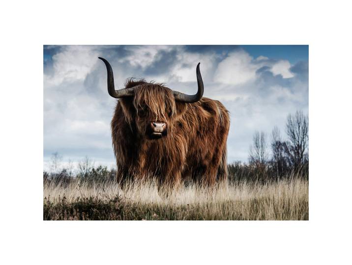 Wandkraft Aluminiumbild, Braun, Metall, rechteckig, 148x98 cm, Fotografie, einfache und schnelle Anbringung, matt, Bilder & Rahmen, Bilder, Wandbilder