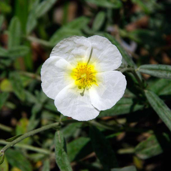6 x Helianthemum The Bride Zonneroosjes, Pot van 9x9 cm