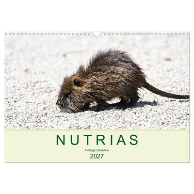 NUTRIAS - Pelzige Gesellen (Wandkalender 2027 DIN A3 quer), CALVENDO Monatskalender