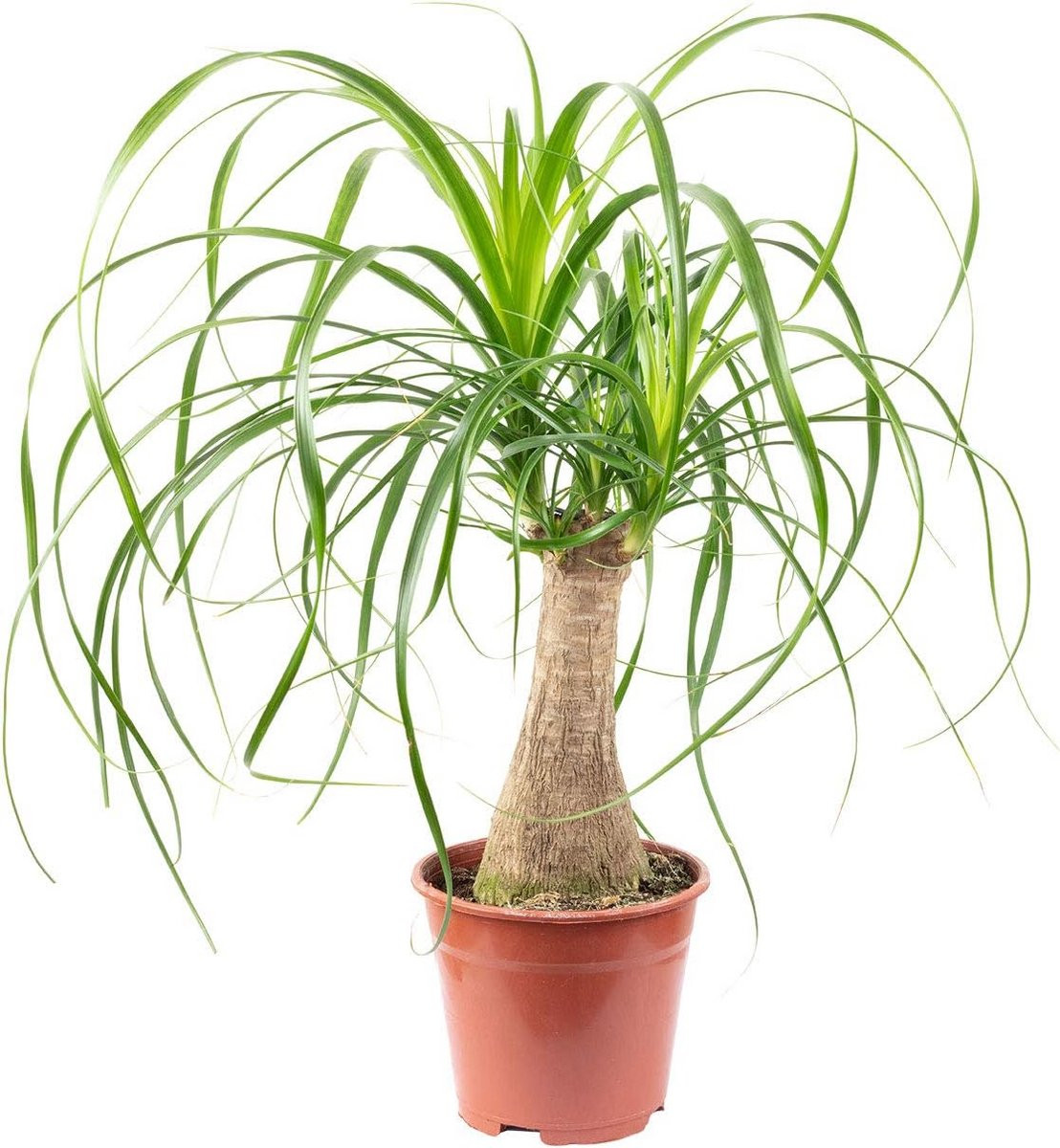 Makkelijk te onderhouden kamerplant Olifantenplant met pot - Tropische vaste plant