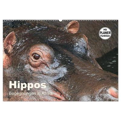 Hippos - Begegnungen in Afrika (Wandkalender 2026 DIN A2 quer), CALVENDO Monatskalender