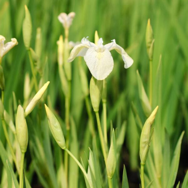 Bakker Moerings Iris Pseudacorus Alba Witte Iris in 9cm pot