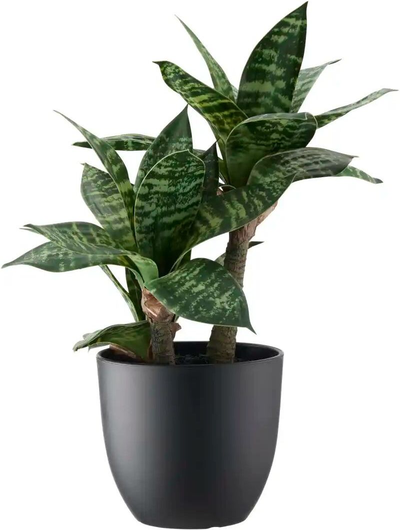 Höffner Sansevieria getopft   ¦ grün ¦ Kunststoff ¦ Maße (cm): H: 40