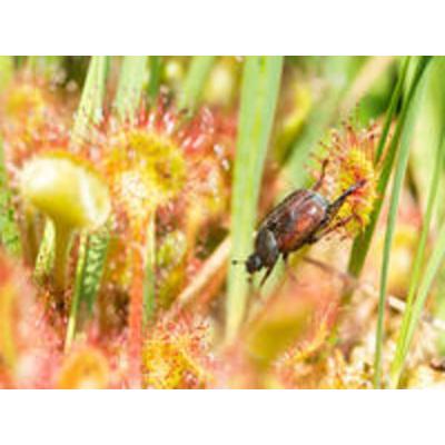 CALVENDO Puzzle Laubkäfer an Sonnentau | 1000 Teile Lege-Größe 64x48cm Foto-Puzzle für glückliche Stunden