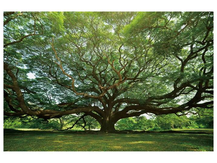 Digitaldruck auf Glas Gigantischer Baum image LAND